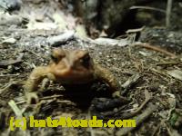 /home//u458753944/public_html/sourcegallery////////////////////////Roxborough Toad Detour/2013-2019/2017/P4110700.JPG